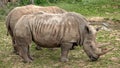 Southern white rhinoceros (Ceratotherium simum simum). Critically endangered animal species Royalty Free Stock Photo