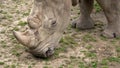 Southern white rhinoceros (Ceratotherium simum simum). Critically endangered animal species Royalty Free Stock Photo