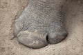 Southern white rhinoceros Ceratotherium simum simum.