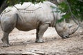 Southern white rhinoceros Ceratotherium simum simum at Philadelphia Zoo Royalty Free Stock Photo