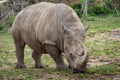 Southern white rhinoceros Ceratotherium simum simum Royalty Free Stock Photo