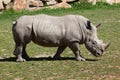 Southern white rhinoceros (Ceratotherium simum simum). Royalty Free Stock Photo
