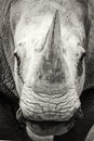 Southern White Rhinoceros Closeup Black and White Royalty Free Stock Photo