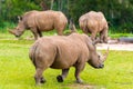 Southern white rhinoceros, endangered African native animals