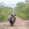 Southern white rhinoceros and Giraffe in Kruger national park, South Africa Royalty Free Stock Photo