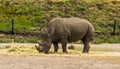 Southern white rhinoceros grazing in closeup, Endangered animal specie from Africa