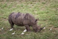 Southern white rhinoceros in Kruger National park, South Africa Royalty Free Stock Photo