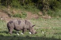 Southern white rhinoceros in Kruger National park, South Africa Royalty Free Stock Photo