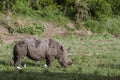 Southern white rhinoceros in Kruger National park, South Africa Royalty Free Stock Photo