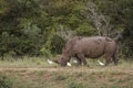 Southern white rhinoceros in Kruger National park, South Africa Royalty Free Stock Photo