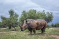 Southern white rhinoceros in Kruger National park, South Africa Royalty Free Stock Photo