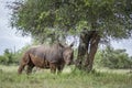 Southern white rhinoceros in Kruger National park, South Africa Royalty Free Stock Photo