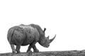 Southern white rhinoceros in Kruger National park, South Africa