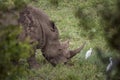 Southern white rhinoceros in Kruger National park, South Africa Royalty Free Stock Photo