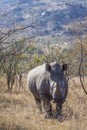 Southern white rhinoceros in Kruger National park, South Africa Royalty Free Stock Photo