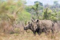 Southern white rhinoceros in Kruger National park, South Africa Royalty Free Stock Photo