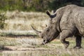 Southern white rhinoceros in Kruger National park, South Africa