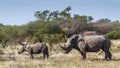 Southern white rhinoceros in Kruger National park, South Africa Royalty Free Stock Photo