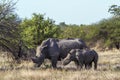 Southern white rhinoceros in Kruger National park, South Africa Royalty Free Stock Photo