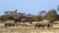 Southern white rhinoceros in Kruger National park, South Africa Royalty Free Stock Photo