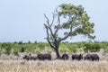 Southern white rhinoceros in Kruger National park, South Africa Royalty Free Stock Photo