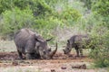 Southern white rhinoceros in Kruger National park, South Africa Royalty Free Stock Photo