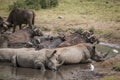 Southern white rhinoceros in Kruger National park, South Africa Royalty Free Stock Photo