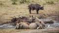 Southern white rhinoceros in Kruger National park, South Africa Royalty Free Stock Photo