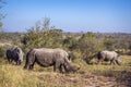 Southern white rhinoceros in Kruger National park, South Africa Royalty Free Stock Photo