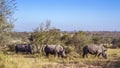 Southern white rhinoceros in Kruger National park, South Africa Royalty Free Stock Photo