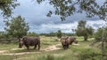 Southern white rhinoceros in Kruger National park, South Africa Royalty Free Stock Photo