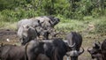 Southern white rhinoceros in Kruger National park, South Africa Royalty Free Stock Photo