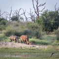 Southern white rhinoceros in Kruger National park, South Africa Royalty Free Stock Photo