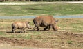 Southern White Rhinoceros ,Mother and her baby walking on grassland. Royalty Free Stock Photo