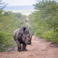 Southern white rhinoceros walking front view in Kruger National park