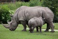 Southern white rhinoceros (Ceratotherium simum simum). Royalty Free Stock Photo