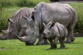 Southern white rhinoceros (Ceratotherium simum simum). Royalty Free Stock Photo