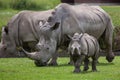 Southern white rhinoceros (Ceratotherium simum simum). Royalty Free Stock Photo