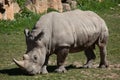 Southern white rhinoceros (Ceratotherium simum simum). Royalty Free Stock Photo