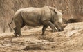 Southern White Rhinoceros in zoo Royalty Free Stock Photo
