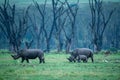 Southern white rhinos male, female and a calf walking Royalty Free Stock Photo