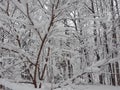 Southern winter snowfall blanketing trees Royalty Free Stock Photo