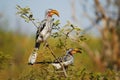 Southern Yellow-billed Hornbill Royalty Free Stock Photo