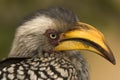 Southern Yellow-billed Hornbill Royalty Free Stock Photo