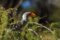 Southern Yellow-Billed Hornbill Royalty Free Stock Photo