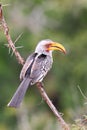 Southern Yellow-billed Hornbill Royalty Free Stock Photo