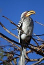 Southern Yellow-billed Hornbill Royalty Free Stock Photo