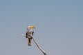 Southern Yellow-Billed Hornbill Bird, Etosha NP, Namibia Royalty Free Stock Photo