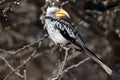 Southern yellow-billed hornbill in bush