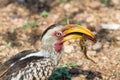 Southern yellow-billed hornbill closeup Tockus leucomelas eating a scorpion in Kruger National Park Royalty Free Stock Photo